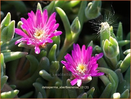 Delosperma aberdeenense | IJsbloempje, IJsplant | Zwergige Mittagsblume