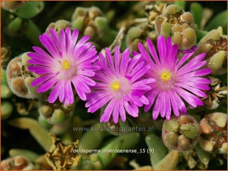 Delosperma aberdeenense | IJsbloempje, IJsplant | Zwergige Mittagsblume