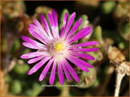 Delosperma aberdeenense | IJsbloempje, IJsplant | Zwergige Mittagsblume