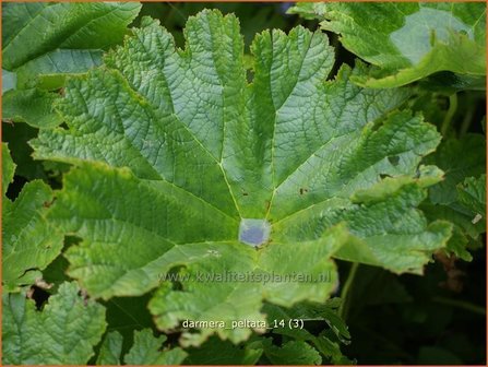 Darmera peltata | Schildblad, Voetblad | Schildblatt