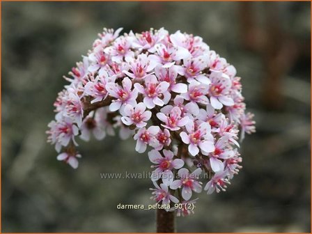 Darmera peltata | Schildblad, Voetblad | Schildblatt