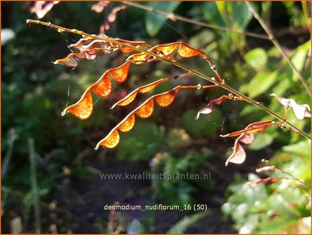 Desmodium nudiflorum | Wandelklee