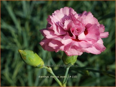 Dianthus &#039;Monica Wyatt&#039; | Grasanjer, Anjer | Federnelke