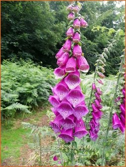 Digitalis purpurea | Vingerhoedskruid | Roter Fingerhut