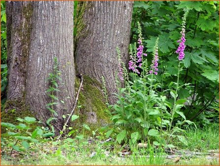 Digitalis purpurea | Vingerhoedskruid | Roter Fingerhut