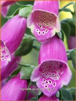 Digitalis purpurea | Vingerhoedskruid | Roter Fingerhut