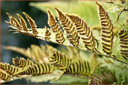 Dryopteris erythrosora | Rode sluiervaren, Herfstvaren | Rotschleierfarn