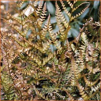 Dryopteris erythrosora | Rode sluiervaren, Herfstvaren | Rotschleierfarn