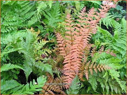 Dryopteris erythrosora | Rode sluiervaren, Herfstvaren | Rotschleierfarn