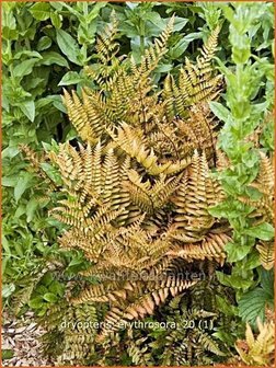 Dryopteris erythrosora | Rode sluiervaren, Herfstvaren | Rotschleierfarn