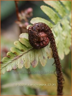 Dryopteris erythrosora | Rode sluiervaren, Herfstvaren | Rotschleierfarn