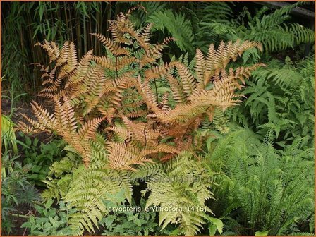 Dryopteris erythrosora | Rode sluiervaren, Herfstvaren | Rotschleierfarn