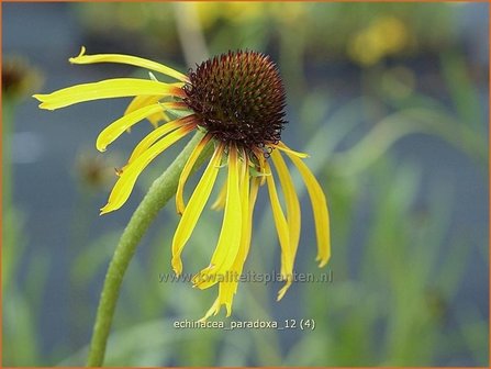 Echinacea paradoxa | Zonnehoed | Seltsamer Sonnenhut