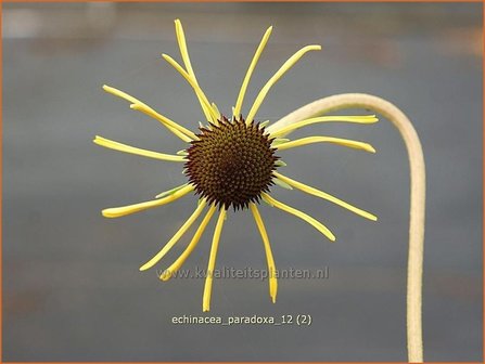Echinacea paradoxa | Zonnehoed | Seltsamer Sonnenhut