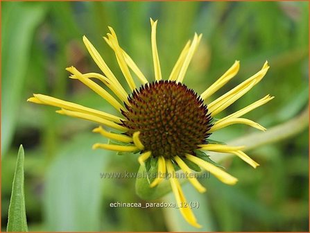 Echinacea paradoxa | Zonnehoed | Seltsamer Sonnenhut