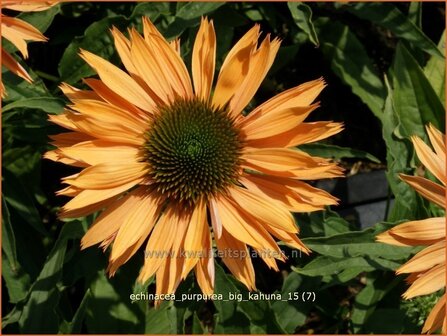 Echinacea purpurea &#039;Big Kahuna&#039; | Zonnehoed | Roter Sonnenhut