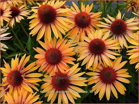 Echinacea purpurea &#039;Big Kahuna&#039; | Zonnehoed | Roter Sonnenhut