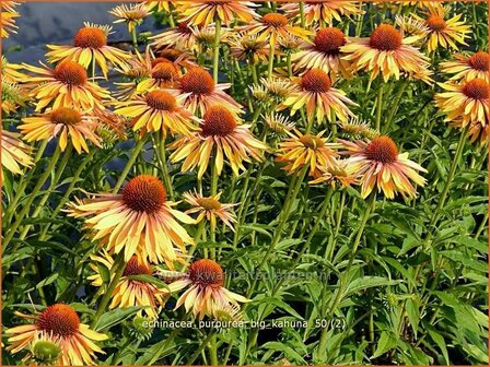 Echinacea purpurea &#039;Big Kahuna&#039; | Zonnehoed | Roter Sonnenhut