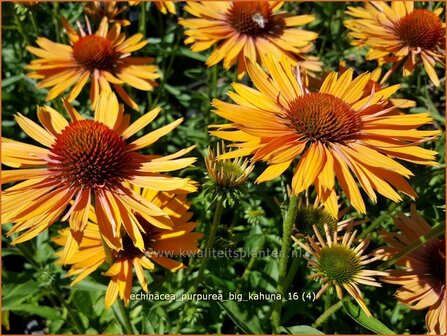 Echinacea purpurea &#039;Big Kahuna&#039; | Zonnehoed | Roter Sonnenhut