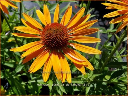 Echinacea purpurea &#039;Big Kahuna&#039; | Zonnehoed | Roter Sonnenhut