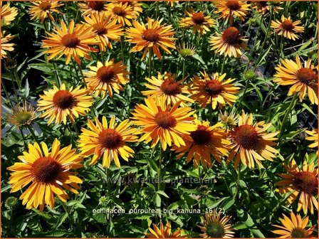 Echinacea purpurea &#039;Big Kahuna&#039; | Zonnehoed | Roter Sonnenhut
