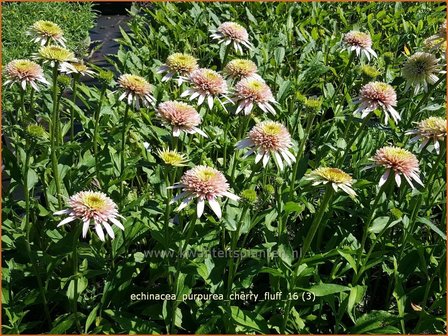 Echinacea purpurea &#039;Cherry Fluff&#039; | Rode zonnehoed, Zonnehoed | Roter Sonnenhut | Purple Coneflower