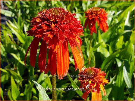 Echinacea purpurea &#039;Hot Papaya&#039; | Zonnehoed | Roter Sonnenhut