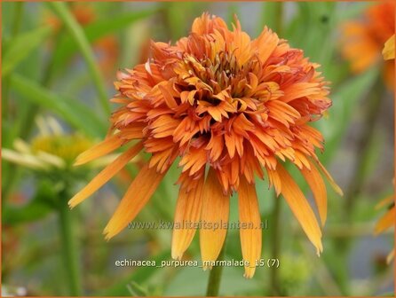 Echinacea purpurea &#039;Marmalade&#039; | Zonnehoed | Roter Sonnenhut