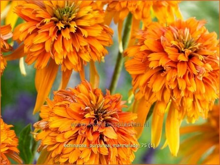 Echinacea purpurea &#039;Marmalade&#039; | Zonnehoed | Roter Sonnenhut