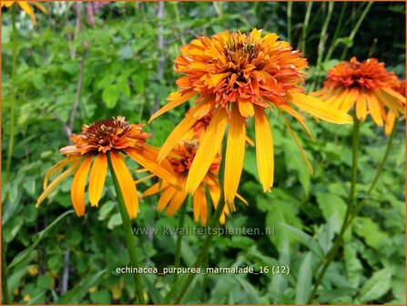 Echinacea purpurea &#039;Marmalade&#039; | Zonnehoed | Roter Sonnenhut