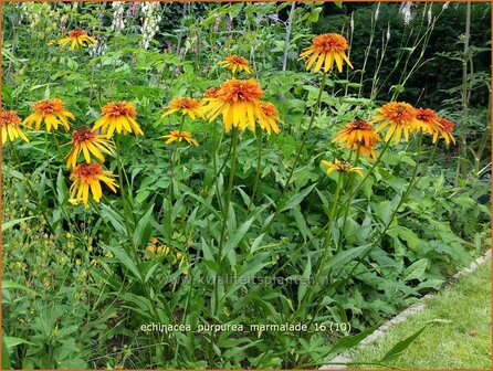 Echinacea purpurea &#039;Marmalade&#039; | Zonnehoed | Roter Sonnenhut