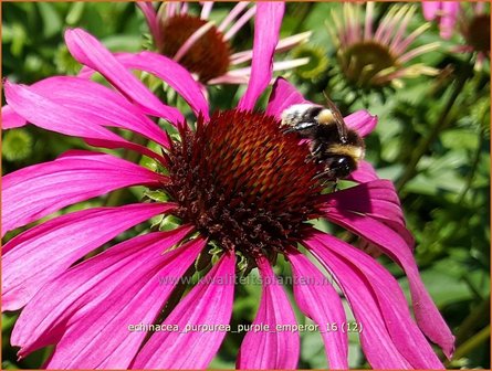 Echinacea purpurea &#039;Purple Emperor&#039; | Zonnehoed | Roter Sonnenhut