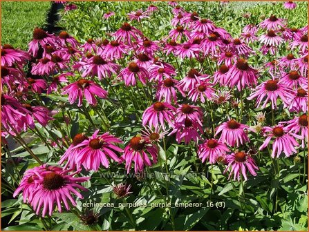 Echinacea purpurea &#039;Purple Emperor&#039; | Zonnehoed | Roter Sonnenhut