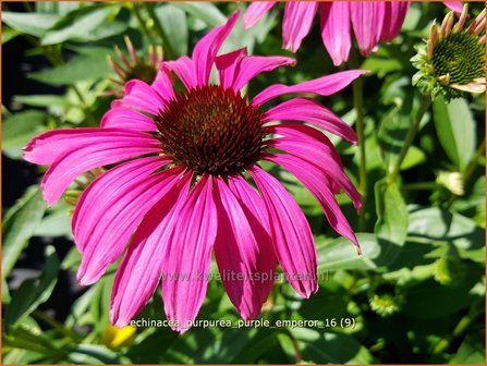 Echinacea purpurea &#039;Purple Emperor&#039; | Zonnehoed | Roter Sonnenhut