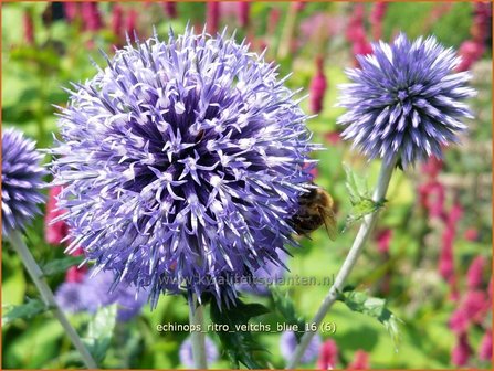   Echinops ritro &#039;Veitch&#039;s Blue&#039; | Kogeldistel | Blaue Kugeldistel