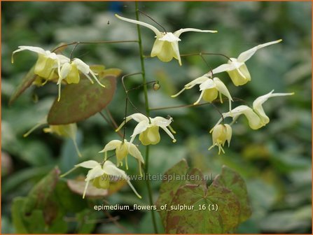 Epimedium &#039;Flowers of Sulphur&#039; | Elfenbloem | Elfenblume