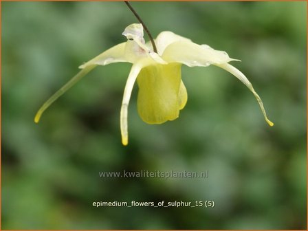 Epimedium &#039;Flowers of Sulphur&#039; | Elfenbloem | Elfenblume