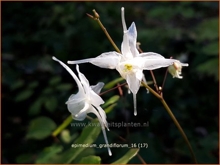 Epimedium grandiflorum | Elfenbloem | Gro&szlig;bl&uuml;tige Elfenblume