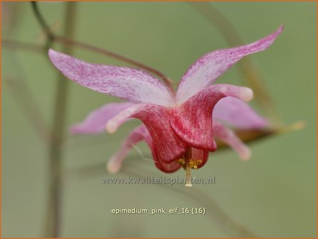 Epimedium &#039;Pink Elf&#039; | Elfenbloem | Elfenblume