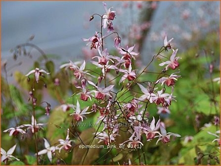 Epimedium &#039;Pink Elf&#039; | Elfenbloem | Elfenblume