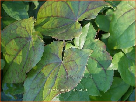 Epimedium &#039;Pink Elf&#039; | Elfenbloem | Elfenblume