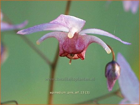 Epimedium &#039;Pink Elf&#039; | Elfenbloem | Elfenblume