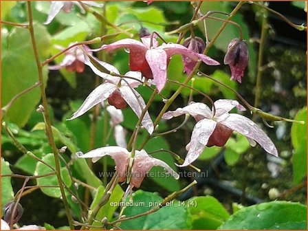 Epimedium &#039;Pink Elf&#039; | Elfenbloem | Elfenblume