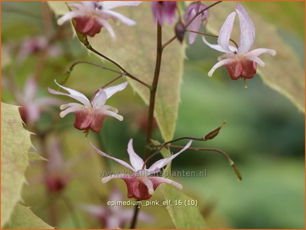 Epimedium &#039;Pink Elf&#039; | Elfenbloem | Elfenblume