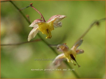 Epimedium pinnatum &#039;Black Sea&#039; | Elfenbloem | Schwarzmeer-Elfenblume