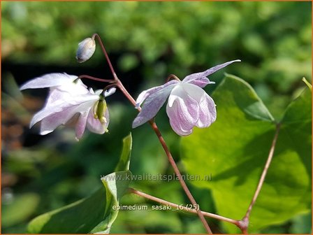 Epimedium &#039;Sasaki&#039; | Elfenbloem | Elfenblume