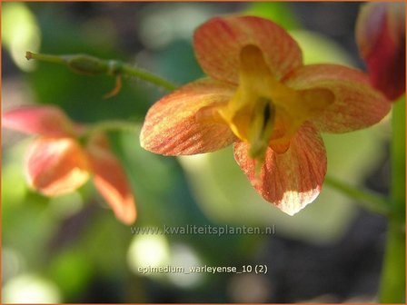 Epimedium warleyense | Elfenbloem | Warley-Elfenblume