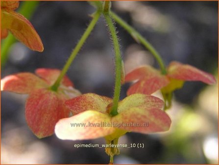 Epimedium warleyense | Elfenbloem | Warley-Elfenblume