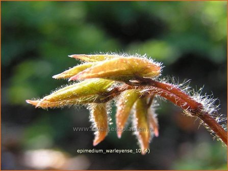 Epimedium warleyense | Elfenbloem | Warley-Elfenblume