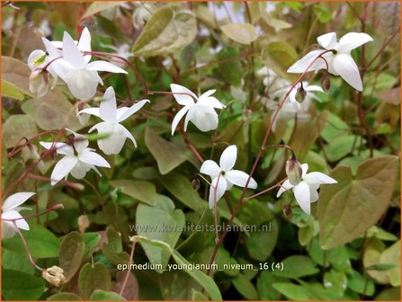 Epimedium youngianum &#039;Niveum&#039; | Elfenbloem | Zierliche Garten-Elfenblume